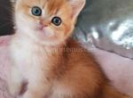 Xusha flame golden shaded british shorthair girl - British Shorthair Cat For Sale - CA&comma; US