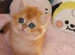 Xenia flame golden shaded british shorthair girl - British Shorthair Cat For Sale - CA&comma; US