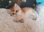 Xenon bright golden british shorthair baby boy - British Shorthair Cat For Sale - CA&comma; US