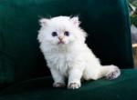 British longhair Violetta blue eyed fluffy angel - British Shorthair Cat For Sale - CA&comma; US