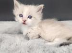 Winston - Munchkin Cat For Sale - Neosho&comma; MO&comma; US