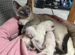 Bella - Siamese Cat For Sale - Phila&comma; PA&comma; US