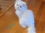 Dexter - Persian Cat For Sale - Bois D Arc&comma; MO&comma; US