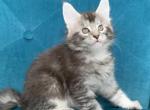 Maine babies - Maine Coon Cat For Sale - Brooklyn&comma; NY&comma; US