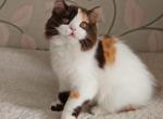 Chara - Scottish Straight Cat For Sale - Hollywood&comma; FL&comma; US