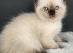 Damian - Scottish Fold Cat For Sale - Neosho&comma; MO&comma; US