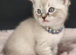 Daffodil - Scottish Fold Cat For Sale - Neosho&comma; MO&comma; US