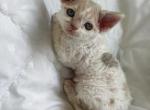 Miriam - Devon Rex Cat For Sale - Chicago&comma; IL&comma; US