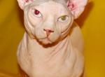 BAMBINO Odd Eyed - Sphynx Cat For Sale - Abington&comma; PA&comma; US
