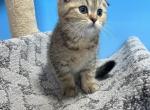 Tiger - Scottish Fold Cat For Sale - Renton&comma; WA&comma; US