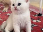 Lana - British Shorthair Cat For Sale - New York&comma; NY&comma; US