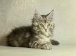 Elizar - Maine Coon Cat For Sale - Miami&comma; FL&comma; US