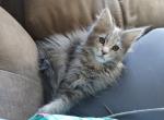 Yin - Maine Coon Cat For Sale - Trevor&comma; WI&comma; US