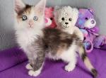 Poltava litter Feb 24 - Maine Coon Cat For Sale - Fort Worth&comma; TX&comma; US