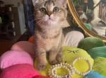 Tina - Scottish Straight Cat For Sale - Brooklyn&comma; NY&comma; US
