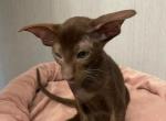 Aleks - Oriental Cat For Sale - Pembroke Pines&comma; FL&comma; US
