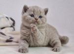 Ollie - British Shorthair Cat For Sale - Hollywood&comma; FL&comma; US