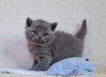 Orion - British Shorthair Cat For Sale - Hollywood&comma; FL&comma; US
