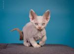 Kipr - Devon Rex Cat For Sale - Norwalk&comma; CT&comma; US