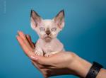 Kolibri - Devon Rex Cat For Sale - Norwalk&comma; CT&comma; US