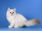 Pink Rose - Siberian Cat For Sale - Norwalk&comma; CT&comma; US