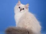 Pink Berry - Siberian Cat For Sale - Norwalk&comma; CT&comma; US