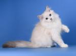Pink Apple - Siberian Cat For Sale - Norwalk&comma; CT&comma; US