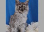 Alvin - Maine Coon Cat For Sale - Miami&comma; FL&comma; US