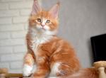 Hachiko - Maine Coon Cat For Sale - Miami&comma; FL&comma; US