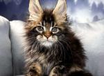 Renaldo - Maine Coon Cat For Sale - Miami&comma; FL&comma; US
