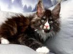 Rochelle - Maine Coon Cat For Sale - Miami&comma; FL&comma; US