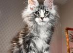 Quantum - Maine Coon Cat For Sale - Miami&comma; FL&comma; US