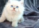 Ozziel - Siberian Cat For Sale - Norwalk&comma; CT&comma; US