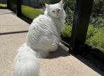 Anastasia - Siberian Cat For Sale - Melbourne&comma; FL&comma; US