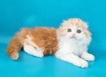 Ollie&lowbar; - Scottish Fold Cat For Sale - Hollywood&comma; FL&comma; US