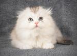 Xanti - Scottish Fold Cat For Sale - Hollywood&comma; FL&comma; US