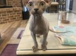 Elf Blue - Sphynx Cat For Sale - Chicago&comma; IL&comma; US