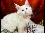 Piper Purebred White Maine Coon kitten - Maine Coon Cat For Sale - Wisconsin Rapids&comma; WI&comma; US