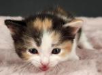 Joanna - Munchkin Cat For Sale - Neosho&comma; MO&comma; US
