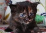 Eady - Maine Coon Cat For Sale - Santa Maria&comma; CA&comma; US