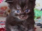 Easton - Maine Coon Cat For Sale - Santa Maria&comma; CA&comma; US