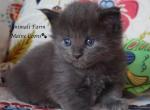 Gretta - Maine Coon Cat For Sale - Santa Maria&comma; CA&comma; US