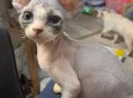 Buddy - Devon Rex Cat For Sale - Stanford&comma; MT&comma; US