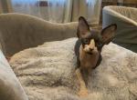 Bebe - Sphynx Cat For Sale - Chicago&comma; IL&comma; US