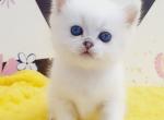 Otis - British Shorthair Cat For Sale - Miami&comma; FL&comma; US