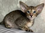 Opium - Oriental Cat For Sale - Pembroke Pines&comma; FL&comma; US