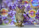 Rocky - Devon Rex Cat For Sale - Norwalk&comma; CT&comma; US