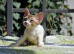 Roxy - Devon Rex Cat For Sale - Norwalk&comma; CT&comma; US
