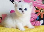 Ophelia - British Shorthair Cat For Sale - Miami&comma; FL&comma; US