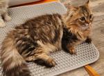 Cici - Munchkin Cat For Sale - Greenville&comma; OH&comma; US